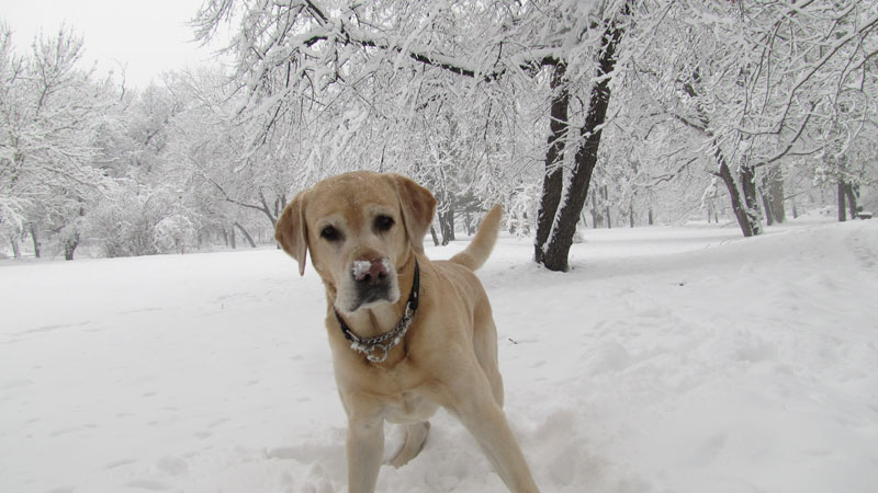 topcider januar 2011